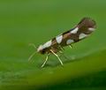 Argyresthia_brockeella_je5263s