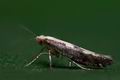 Argyresthia_conjugella_cj6878s