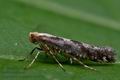 Argyresthia_conjugella_cm2973s