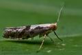 Argyresthia_conjugella_cm2989s