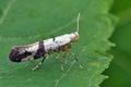 Argyresthia_curvella_bt9428