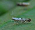 Argyresthia_curvella_bu0283