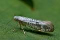 Argyresthia_curvella_cc8873s