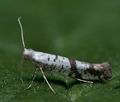 Argyresthia_curvella_cc9494s