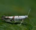 Argyresthia_curvella_cc9513s