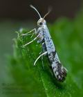 Argyresthia_curvella_cj2163s