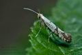 Argyresthia_curvella_cj2177s