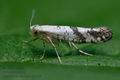 Argyresthia_curvella_cj9228s