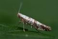 Argyresthia_curvella_ck1528s