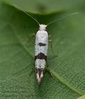 Argyresthia_curvella_cu5869s