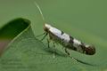 Argyresthia_curvella_cu5875s