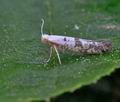 Argyresthia_curvella_hz3195