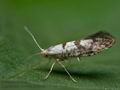 Argyresthia_curvella_ja7304s