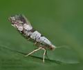 Argyresthia_curvella_ja7319s