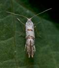 Argyresthia_curvella_ja7332s