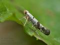 Argyresthia_curvella_je3979s