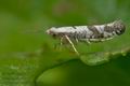 Argyresthia_curvella_je3994s