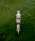 Argyresthia_curvella_je4039s