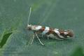 Argyresthia_goedartella_bu5236