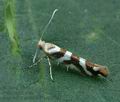 Argyresthia_goedartella_bu5248