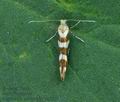 Argyresthia_goedartella_bu5251