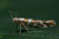 Argyresthia_goedartella_ce0740s