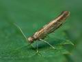 Argyresthia_goedartella_ce3554s