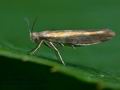 Argyresthia_goedartella_ce3579s