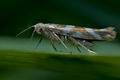 Argyresthia_goedartella_cf0582s