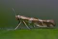 Argyresthia_goedartella_ck9020s