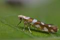 Argyresthia_goedartella_cm1904s