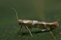 Argyresthia_goedartella_co3636s