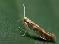 Argyresthia_goedartella_cu9388s