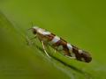 Argyresthia_goedartella_cx3278s