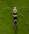 Argyresthia_goedartella_cx3288s