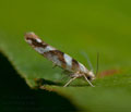 Argyresthia_goedartella_dz8367s