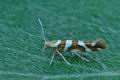 Argyresthia_goedartella_hy1041