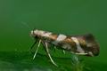 Argyresthia_goedartella_jb4499s