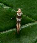 Argyresthia_goedartella_jb4523s