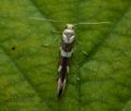 Argyresthia_goedartella_je9150s