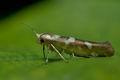 Argyresthia_goedartella_je9179s