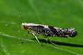 Argyresthia_pruniella_a1148