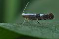 Argyresthia_pruniella_bu0278