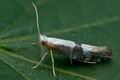 Argyresthia_pruniella_cd2112s