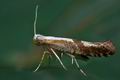 Argyresthia_pruniella_ce0518s