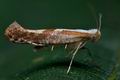 Argyresthia_pruniella_ce0541s