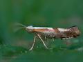 Argyresthia_pruniella_ck4586s