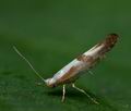 Argyresthia_pruniella_cn8869s