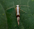 Argyresthia_pruniella_dz9035s