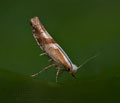 Argyresthia_pruniella_dz9090s